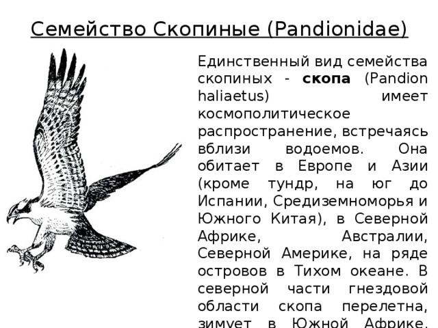 Семейство Скопиные (Pandionidae) Единственный вид семейства скопиных - скопа (Pandion haliaetus) имеет космополитическое распространение, встречаясь вблизи водоемов. Она обитает в Европе и Азии (кроме тундр, на юг до Испании, Средиземноморья и Южного Китая), в Северной Африке, Австралии, Северной Америке, на ряде островов в Тихом океане. В северной части гнездовой области скопа перелетна, зимует в Южной Африке, Индии, Индокитае, на юге Северной Америки. 