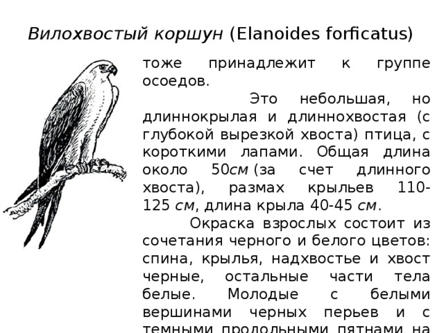 Вилохвостый коршун  (Elanoides forficatus) тоже принадлежит к группе осоедов.  Это небольшая, но длиннокрылая и длиннохвостая (с глубокой вырезкой хвоста) птица, с короткими лапами. Общая длина около 50 см  (за счет длинного хвоста), размах крыльев 110-125  см , длина крыла 40-45  см .  Окраска взрослых состоит из сочетания черного и белого цветов: спина, крылья, надхвостье и хвост черные, остальные части тела белые. Молодые с белыми вершинами черных перьев и с темными продольными пятнами на белых перьях. Клюв и когти черные, радужина красновато-бурая или черно-бурая, восковица и лапы голубые. 