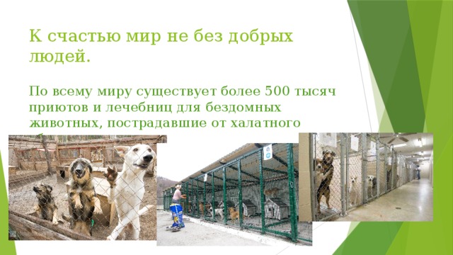 К счастью мир не без добрых людей. По всему миру существует более 500 тысяч приютов и лечебниц для бездомных животных, пострадавшие от халатного обращения хозяев. 