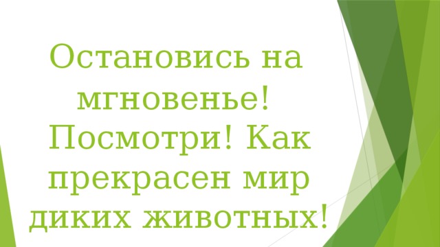  Остановись на мгновенье! Посмотри! Как прекрасен мир диких животных! 