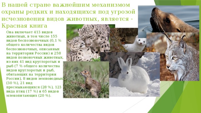 В нашей стране важнейшим механизмом охраны редких и находящихся под угрозой исчезновения видов животных, является - Красная книга Она включает 413 видов животных, в том числе 155 видов беспозвоночных (0,1 % общего количества видов беспозвоночных, описанных на территории России) и 258 видов позвоночных животных, из них 41 вид круглоротых и рыб (7 % общего количества видов круглоротых и рыб, обитающих на территории России), 8 видов земноводных (30 %), 21 вид пресмыкающихся (28 %), 123 вида птиц (17 %) и 65 видов млекопитающих (20 %). 