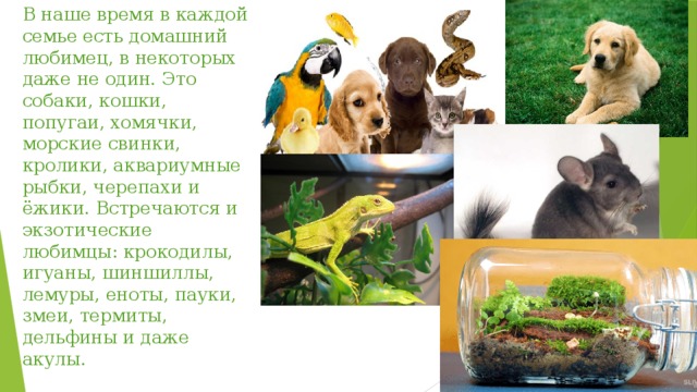 В наше время в каждой семье есть домашний любимец, в некоторых даже не один. Это собаки, кошки, попугаи, хомячки, морские свинки, кролики, аквариумные рыбки, черепахи и ёжики. Встречаются и экзотические любимцы: крокодилы, игуаны, шиншиллы, лемуры, еноты, пауки, змеи, термиты, дельфины и даже акулы. 