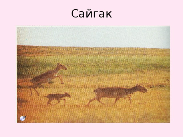 Сайгак 