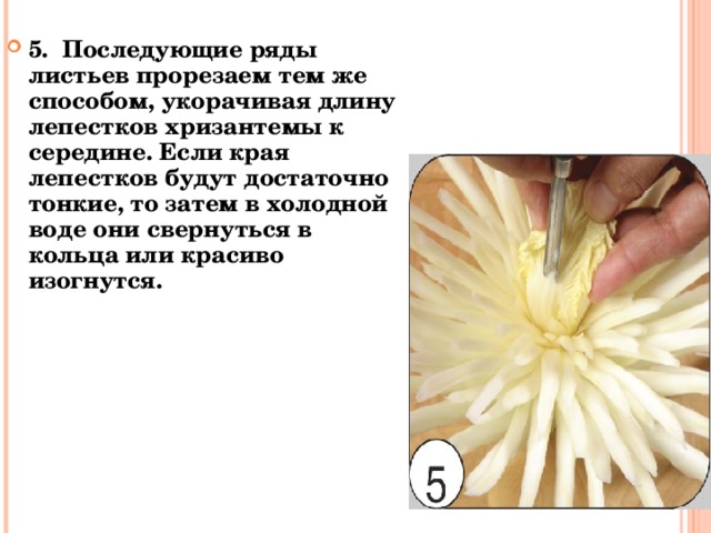5. Последующие ряды листьев прорезаем тем же способом, укорачивая длину лепестков хризантемы к середине. Если края лепестков будут достаточно тонкие, то затем в холодной воде они свернуться в кольца или красиво изогнутся. 