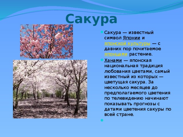 Сакура Сакура — известный символ  Японии  и  японской культуры  — с давних пор почитаемое  японцами  растение. Ханами  — японская национальная традиция любования цветами, самый известный из которых — цветущая сакура. За несколько месяцев до предполагаемого цветения по телевидению начинают показывать прогнозы с датами цветения сакуры по всей стране. 