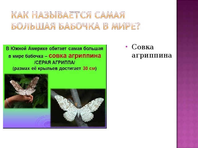 Совка агриппина  