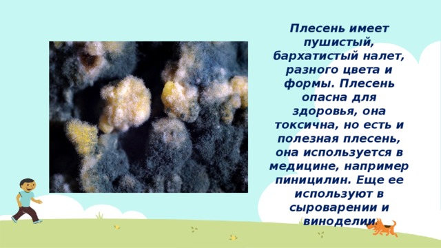 Плесень имеет пушистый, бархатистый налет, разного цвета и формы. Плесень опасна для здоровья, она токсична, но есть и полезная плесень, она используется в медицине, например пиницилин. Еще ее используют в сыроварении и виноделии 
