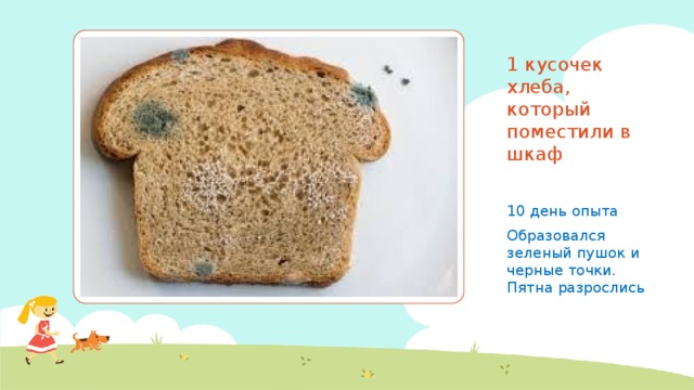 1 кусочек хлеба, который поместили в шкаф 10 день опыта Образовался зеленый пушок и черные точки. Пятна разрослись 