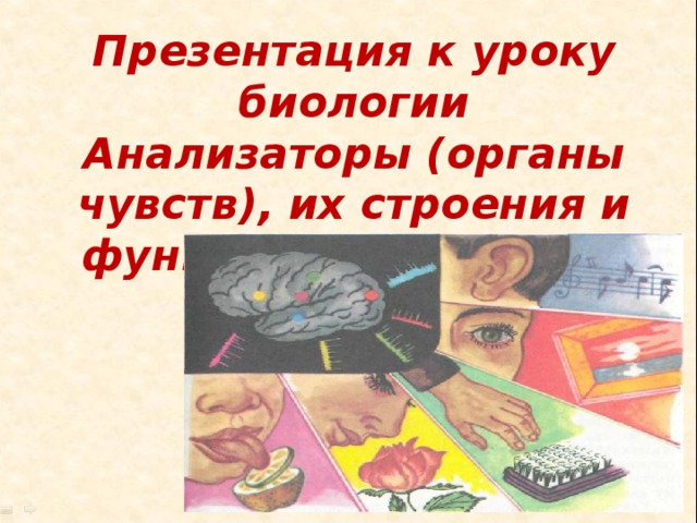 Презентация к уроку биологии  Анализаторы (органы чувств), их строения и функции, зрительный анализатор 