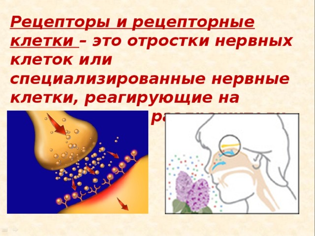 Рецепторы и рецепторные клетки – это отростки нервных клеток или специализированные нервные клетки, реагирующие на определенные раздражители 