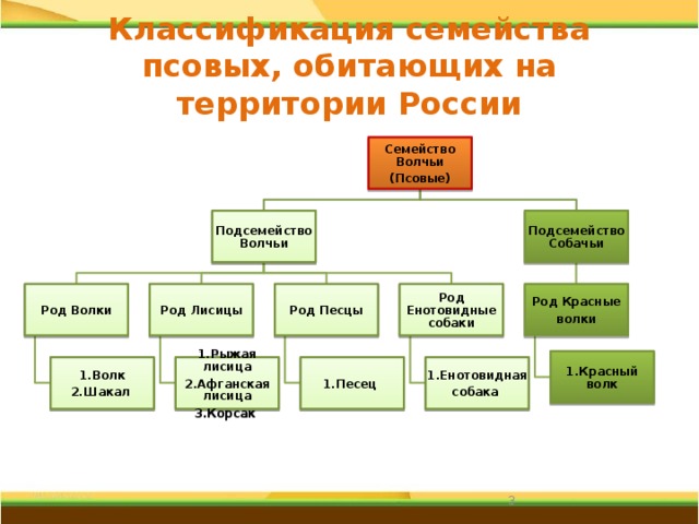 Классификация семейства псовых, обитающих на территории России Семейство Волчьи (Псовые) Подсемейство Собачьи Подсемейство Волчьи Род Лисицы Род Песцы Род Красные Род Енотовидные собаки Род Волки волки 1.Красный волк 1.Енотовидная 1.Волк 1.Песец 1.Рыжая лисица собака 2.Афганская лисица 2.Шакал 3.Корсак   