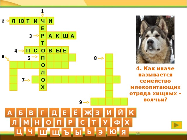 1 Ч Л Ю Т И И 2 Е Р А К 3 Ш А Т Е 4 С Ы В О П 6 5   П 8        О     4. Как иначе называется семейство млекопитающих отряда хищных – волчьи? Л            О   7    Х     9   И Й К А Б В Г Д Е Ё Ж З С Л М Н О П Р Т У Ф Х Ю Ц Ч Ь Я Э Ш Ъ Ы Щ 25 25 