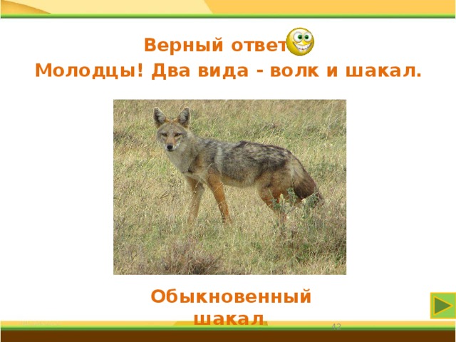 Верный ответ Молодцы! Два вида - волк и шакал. Обыкновенный шакал 31 