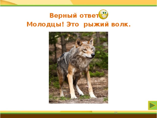 Верный ответ Молодцы! Это рыжий волк. 31 