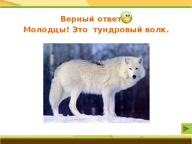 Верный ответ Молодцы! Это тундровый волк. 31 