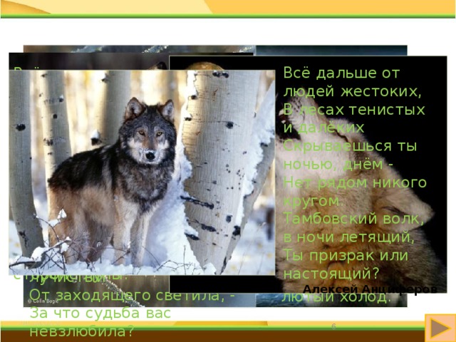 Всё дальше от людей жестоких, В лесах тенистых и далёких Скрываешься ты ночью, днём - Нет рядом никого кругом. Тамбовский волк, в ночи летящий, Ты призрак или настоящий? Алексей Анциферов Всё дальше в тьму стремишься ты. Бежишь в покрове темноты, Могучий зверь с душою тонкой. Не знаешь ты о славе звонкой, Всё дальше улетаешь ты К обратной стороне луны. Тамбовский волк, в ночи летящий По непролазной дикой чаще, Куда стремишься ты зимою? - Нет рядом никого с тобою . Куда летишь ты, сна не зная? Наверное, судьба такая - Стремиться в даль без остановок В жару, и в дождь, и в лютый холод. Бежать без устали и быстро, Все догоняя свет лучистый От заходящего светила, - За что судьба ваc невзлюбила? 6 