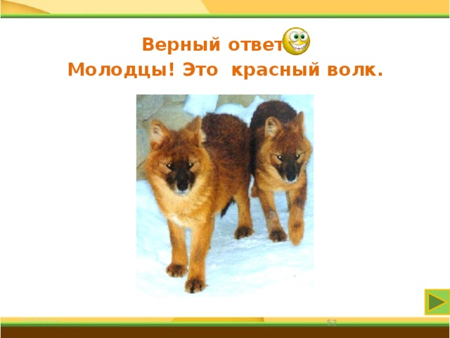 Верный ответ Молодцы! Это красный волк. 31 