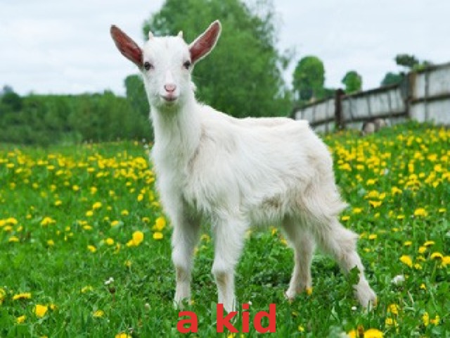 a kid 