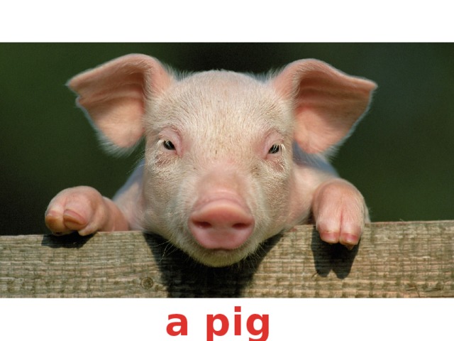 a pig 