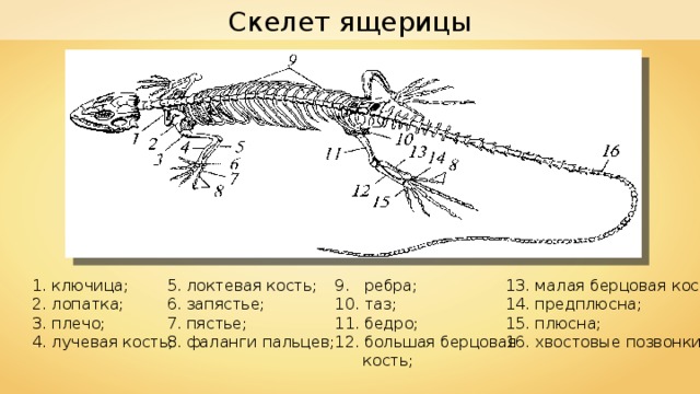 Скелет ящерицы 1. ключица; 2. лопатка; 3. плечо; 4. лучевая кость; 5. локтевая кость; 6. запястье; 7. пястье; 8. фаланги пальцев; 9. ребра; 10. таз; 11. бедро; 12. большая берцовая  кость; 13. малая берцовая кость; 14. предплюсна; 15. плюсна; 16. хвостовые позвонки 