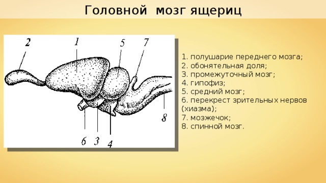 Головной мозг ящериц 1 . полушарие переднего мозга; 2 . обо­нятельная доля; 3 . промежуточный мозг; 4 . гипофиз; 5 . средний мозг; 6 . пе­рекрест зрительных нервов (хиазма); 7 . мозжечок; 8 . спинной мозг. 