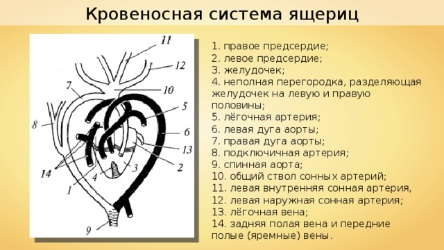 Кровеносная система ящериц 1 . правое предсердие; 2 . левое пред­сердие; 3 . желудочек; 4 . неполная перегородка, разделяющая желудочек на левую и правую половины; 5 . лё­гочная артерия; 6 . левая дуга аорты; 7 . правая дуга аорты; 8 . подклю­чичная артерия; 9 . спинная аорта; 10 . общий ствол сонных артерий; 11 . левая внутренняя сонная артерия, 12 . левая наружная сонная артерия; 13 . лёгочная вена; 14 . задняя полая вена и передние полые (яремные) вены. 