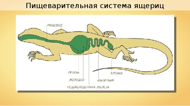 Пищеварительная система ящериц 