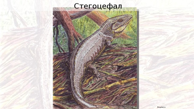 Стегоцефал Bogdanov 