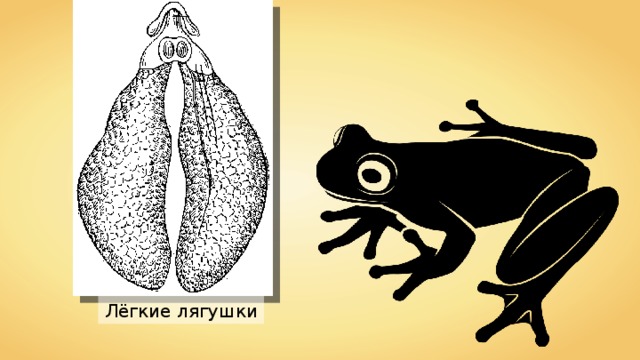 Лёгкие лягушки 