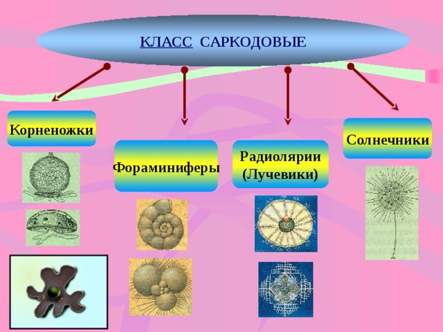 КЛАСС САРКОДОВЫЕ Корненожки Солнечники Радиолярии Фораминиферы (Лучевики) 