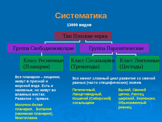 Систематика  13000 видов Все планарии – хищники, живут в пресной и морской воде. Есть и наземные, но живут во влажных местах. Развитие – прямое. Молочно-белая планария, Бипалия (наземная планария), Многоглазка Все имеют сложный цикл развития со сменой разных (часто специфических) хозяев.  Печеночный, Ланцетовидный, Кошачий (Сибирский) сосальщики Бычий, Свиной цепни, Лентец широкий, Эхинококк, Обыкновенный ремнец  