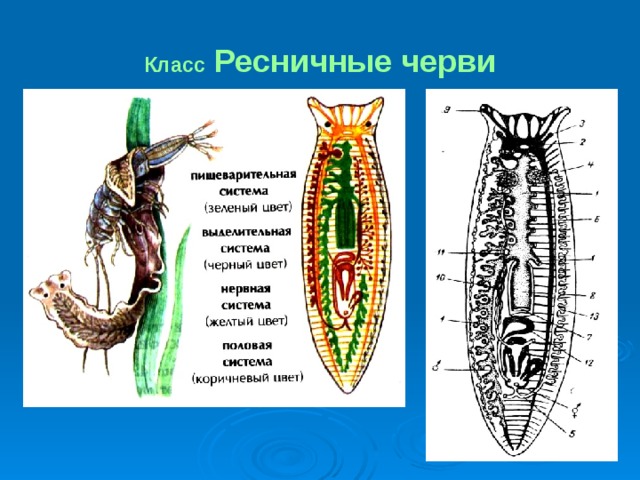 Класс Ресничные черви 