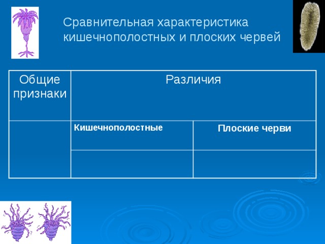 Сравнительная характеристика кишечнополостных и плоских червей Общие признаки Различия Кишечнополостные Плоские черви 