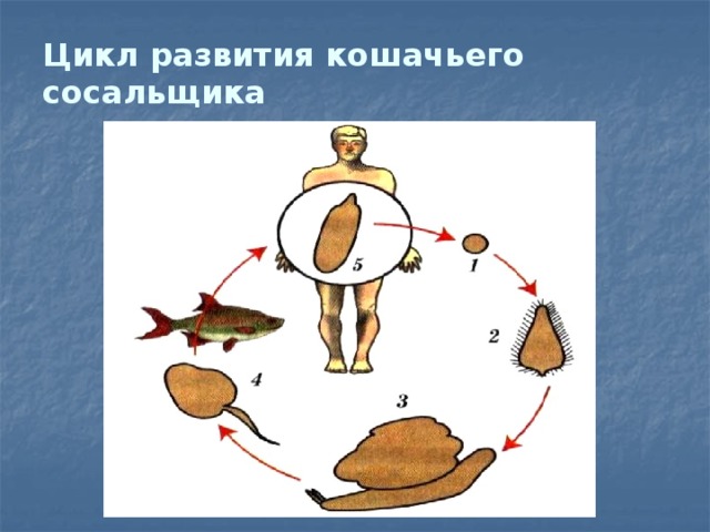 Цикл развития кошачьего сосальщика 
