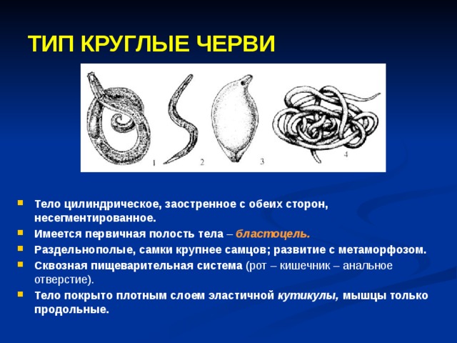 ТИП КРУГЛЫЕ ЧЕРВИ Тело цилиндрическое, заостренное с обеих сторон, несегментированное. Имеется первичная полость тела –  бластоцель. Раздельнополые, самки крупнее самцов; развитие с метаморфозом. Сквозная пищеварительная система (рот – кишечник – анальное отверстие). Тело покрыто плотным слоем эластичной кутикулы, мышцы только продольные.  