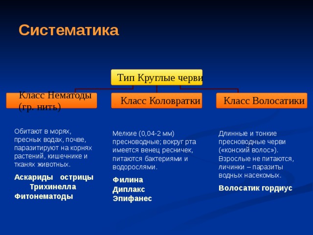 Систематика Обитают в морях, пресных водах, почве, паразитируют на корнях растений, кишечнике и тканях животных. Аскариды острицы Трихинелла Фитонематоды Мелкие (0,04-2 мм) пресноводные; вокруг рта имеется венец ресничек, питаются бактериями и водорослями. Длинные и тонкие пресноводные черви («конский волос»). Взрослые не питаются, личинки – паразиты водных насекомых. Филина Диплакс Эпифанес Волосатик гордиус 