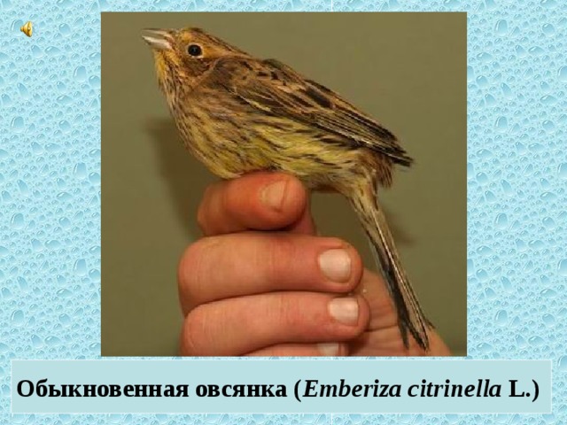 Обыкновенная овсянка ( Emberiza citrinella L.)