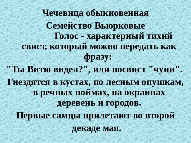Чечевица обыкновенная Семейство Вьюрковые  Голос - характерный тихий свист, который можно передать как фразу: 