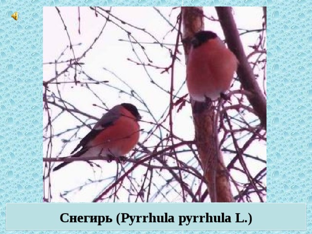 Снегирь (Pyrrhula pyrrhula L.)