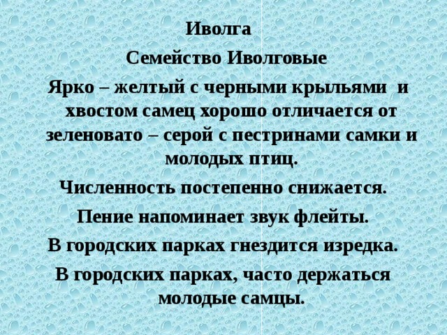 Иволга  Семейство Иволговые  Ярко – желтый с черными крыльями и хвостом самец хорошо отличается от зеленовато – серой с пестринами самки и молодых птиц. Численность постепенно снижается. Пение напоминает звук флейты. В городских парках гнездится изредка. В городских парках, часто держаться молодые самцы.