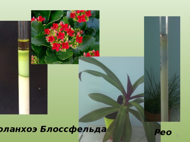 Коланхоэ Блоссфельда Рео  