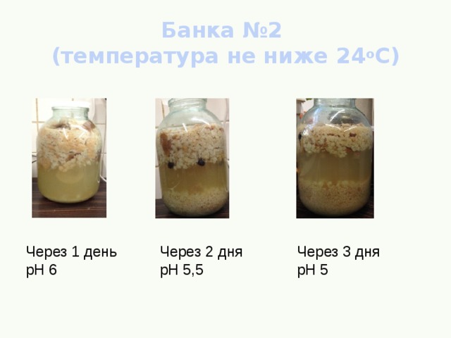 Банка №2  (температура не ниже 24 о С) Через 3 дня рН 5 Через 1 день Через 2 дня рН 6 рН 5,5 