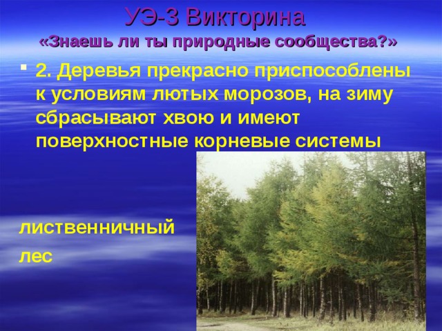 УЭ-3 Викторина  «Знаешь ли ты природные сообщества?» 2. Деревья прекрасно приспособлены к условиям лютых морозов, на зиму сбрасывают хвою и имеют поверхностные корневые системы   лиственничный лес 