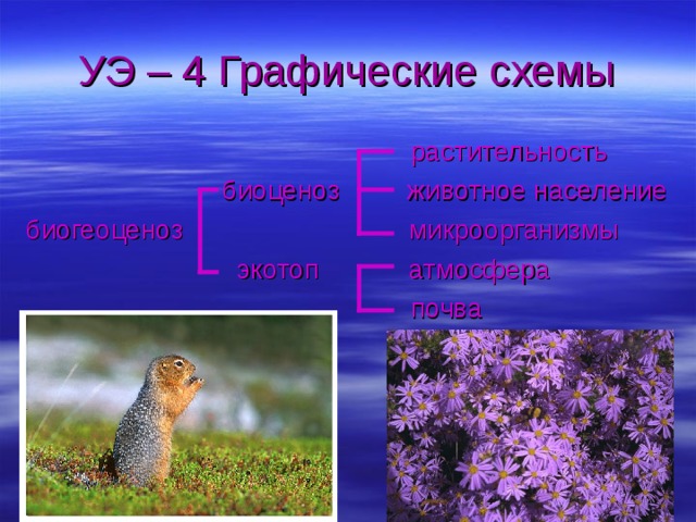 УЭ – 4 Графические схемы  растительность  биоценоз животное население биогеоценоз микроорганизмы  экотоп атмосфера  почва 