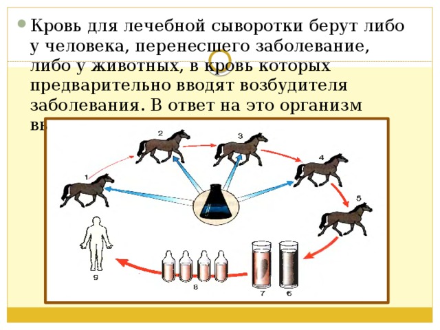 Кровь для лечебной сыворотки берут либо у человека, перенесшего заболевание, либо у животных, в кровь которых предварительно вводят возбудителя заболевания. В ответ на это организм вырабатывает антитела. 
