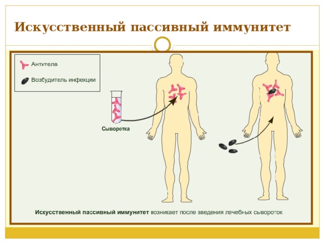 Искусственный пассивный иммунитет 