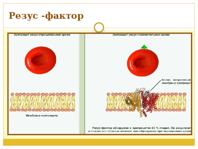 Резус -фактор 