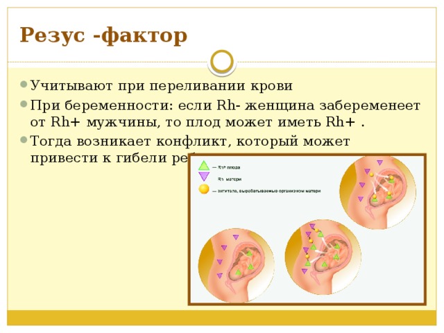 Резус -фактор Учитывают при переливании крови При беременности: если Rh- женщина забеременеет от Rh+ мужчины, то плод может иметь Rh+ . Тогда возникает конфликт, который может привести к гибели ребенка 
