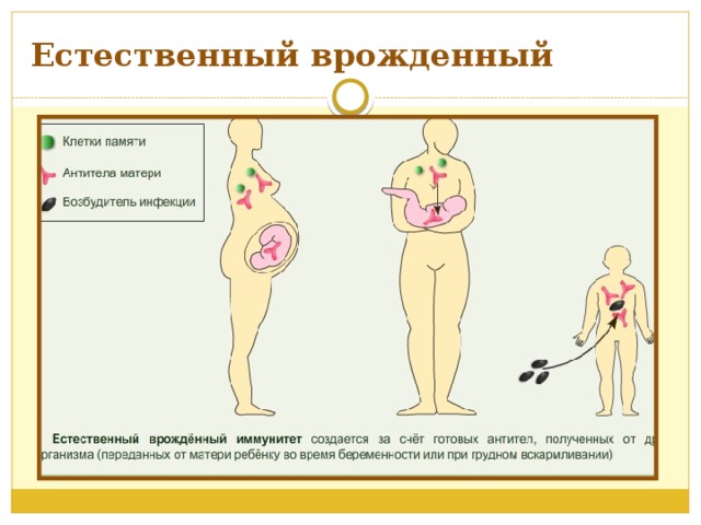Естественный врожденный 