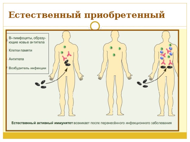 Естественный приобретенный 